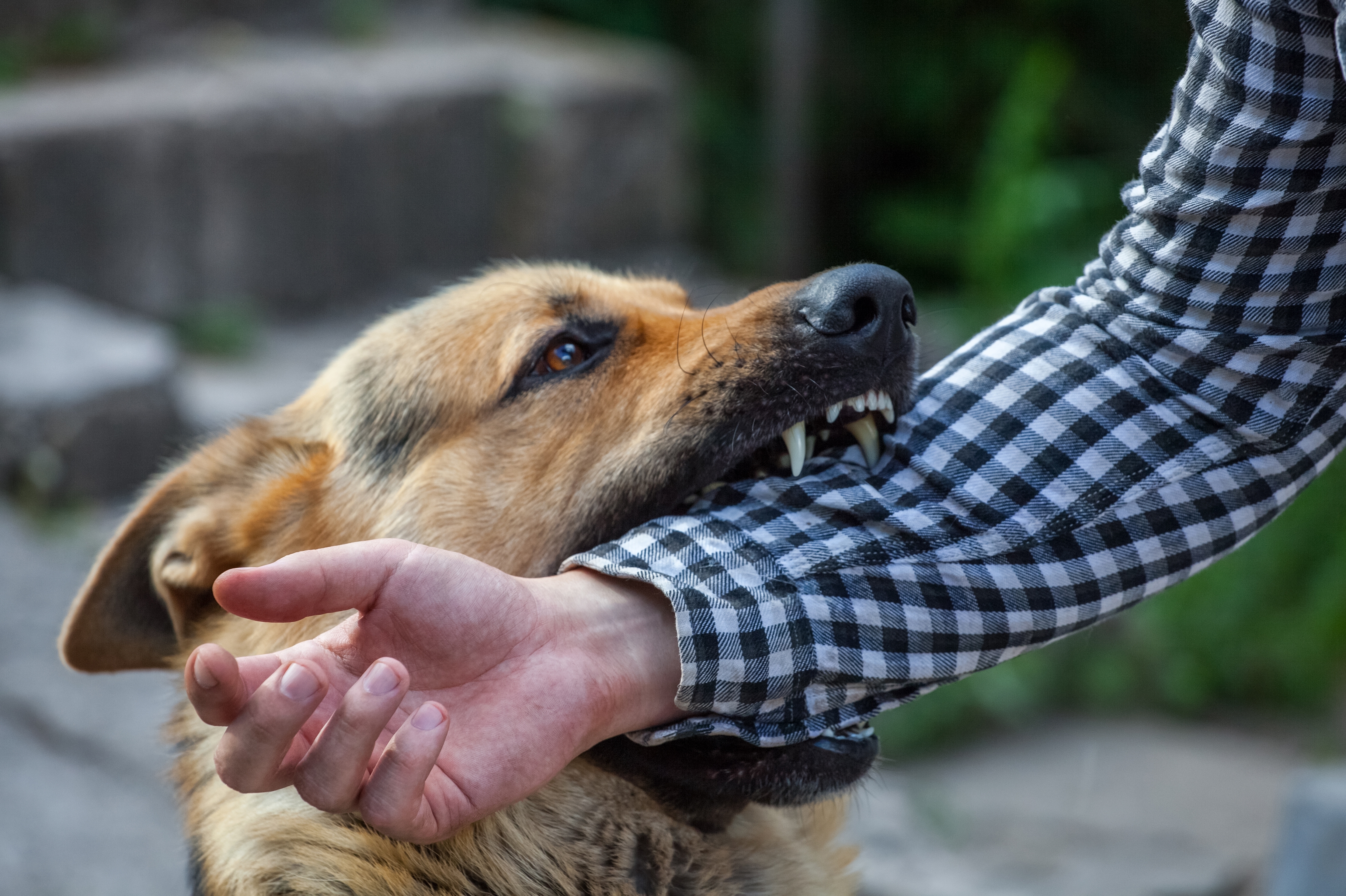 First Aid for Dog Bites