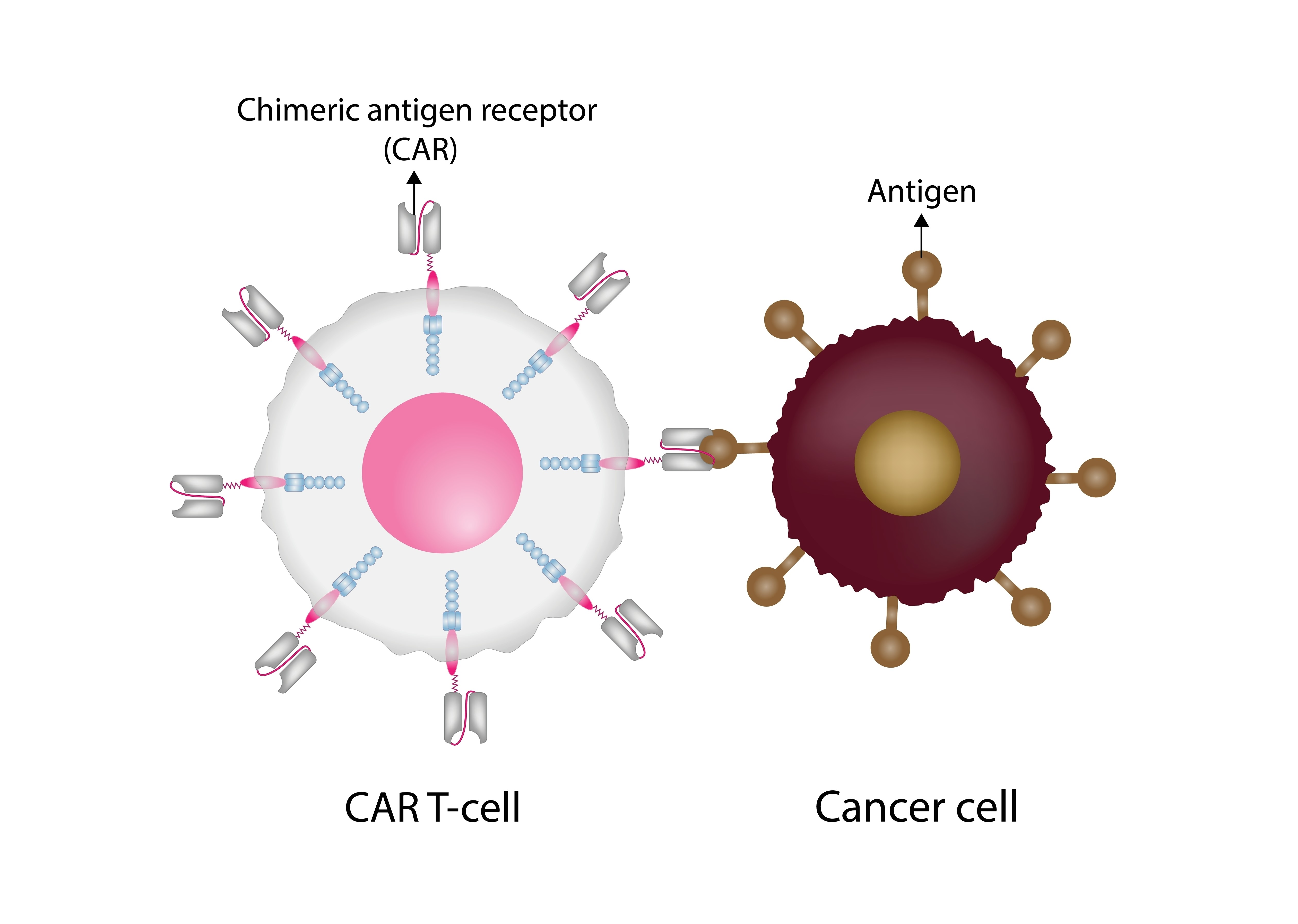 CAR T Cell Therapy